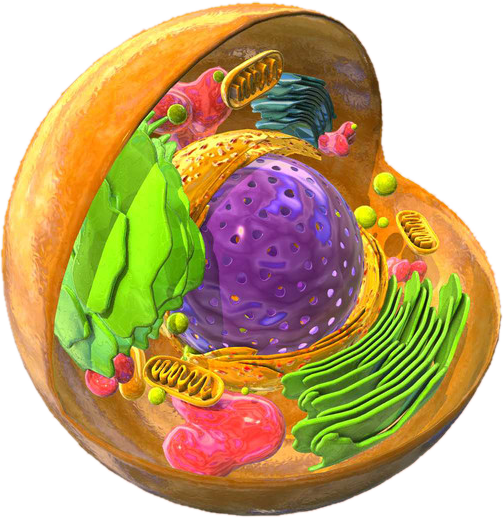 Plant Cell Diagram Plants Cell Wall Png 631x651px Plant Cell Area ...